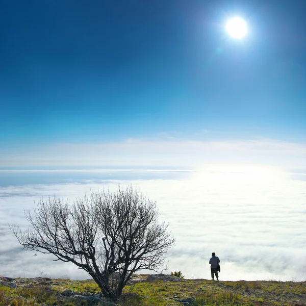 雲のある孤独な木 — ストック写真