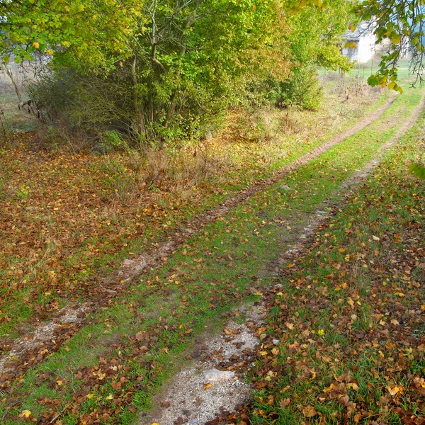 Sentier à travers la forêt — Photo