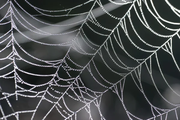 蜘蛛网 — 图库照片