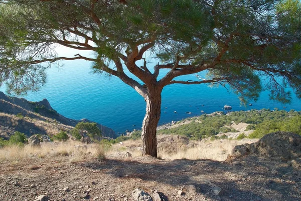 Deniz kıyısında büyük çam ağacı — Stok fotoğraf