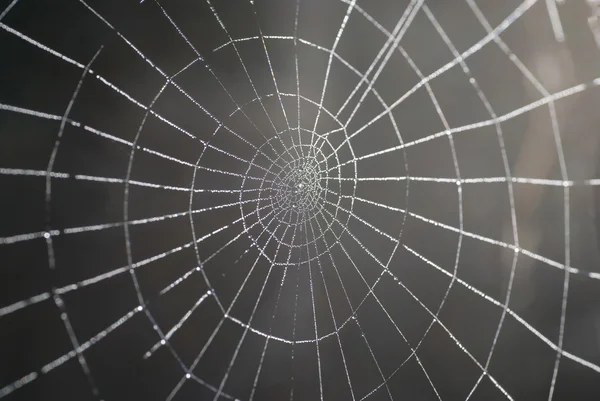 stock image Spider web