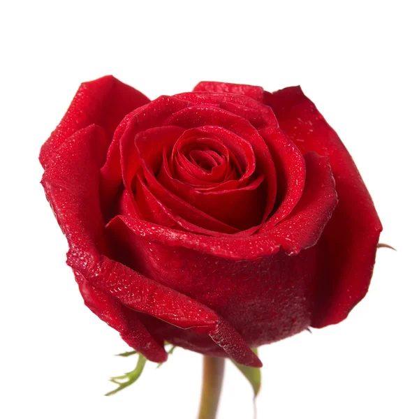 Red rose Stock Image