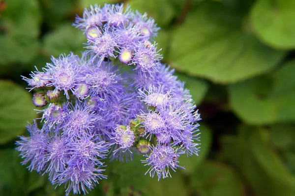 stock image Ageratum