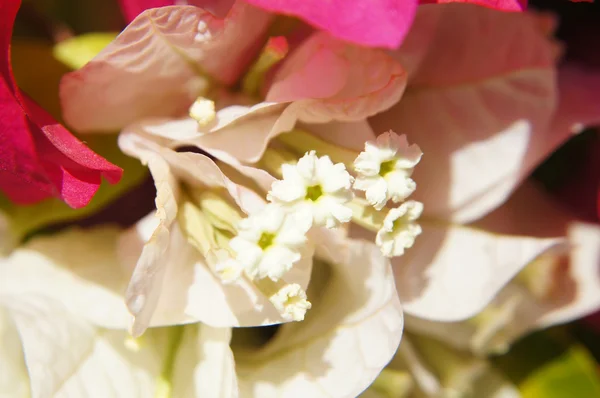 Bougainvillea — Stockfoto