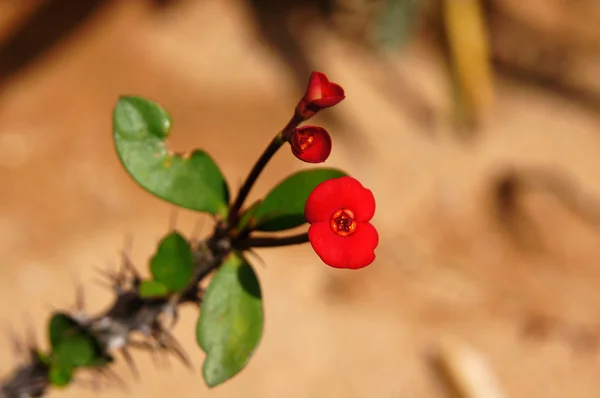 Planta Euphorbia mili — Fotografia de Stock