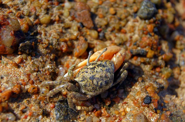Crabe — Photo