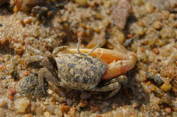 Crabe à une pince sorti de la grotte — Photo
