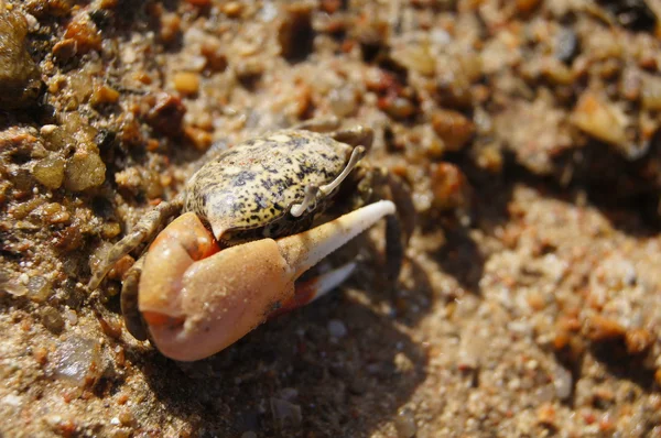 Crabe à une pince sorti de la grotte — Photo