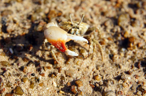 Singel-clamp krabba — Stockfoto