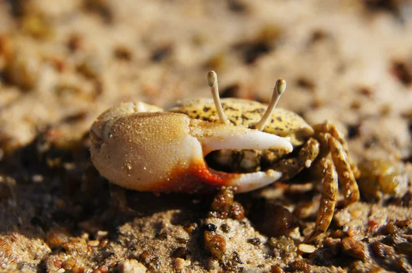 Crabe à une pince — Photo