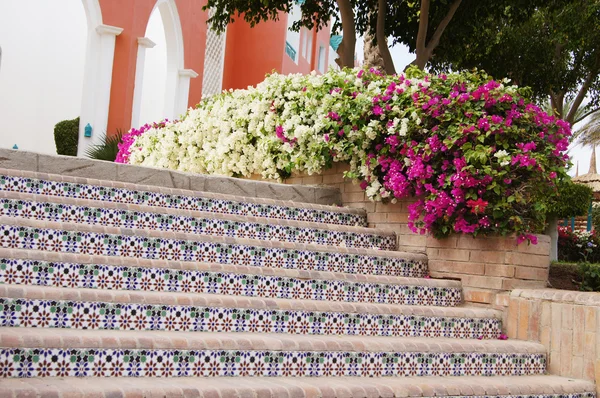 Керамическая плитка лестницы и bougainvillea — стоковое фото