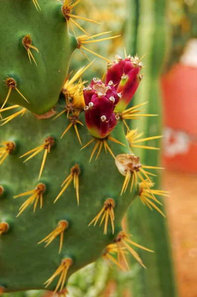 Cactus Opuntia — Stockfoto