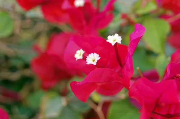 Bougainvillea-Blüten — Stockfoto