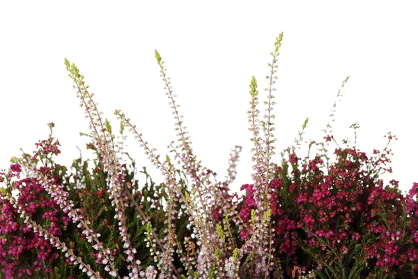 Heide mit Blumen — Stockfoto