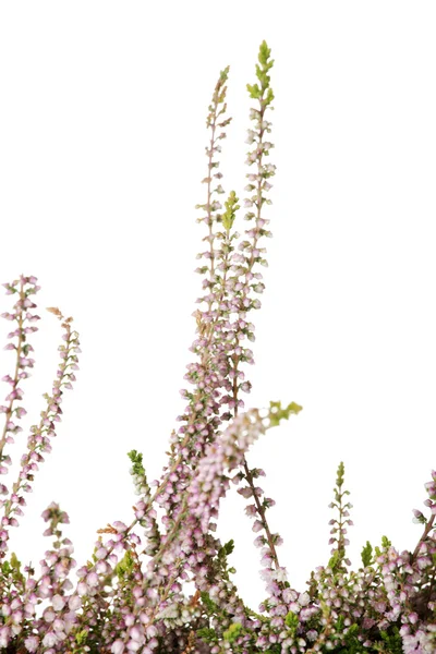 เฮเธอร์กับดอกไม้ — ภาพถ่ายสต็อก