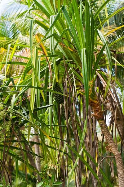 stock image Wild pinapple