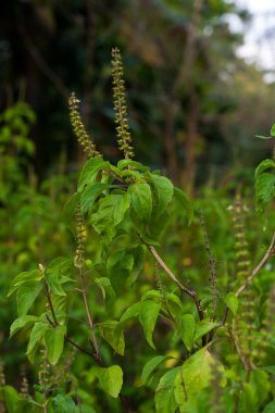 Holy Basil or Tulsi clipart