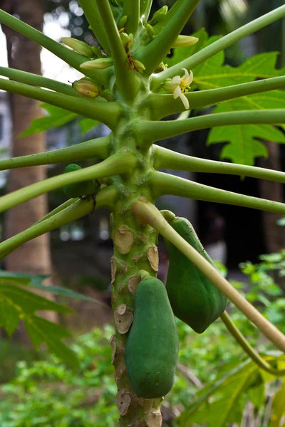 Papaia — Foto Stock