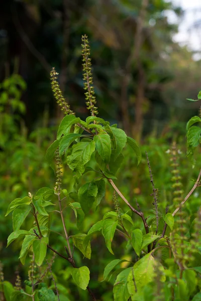 stock image Holy Basil or Tulsi