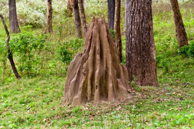 Termite hill clipart