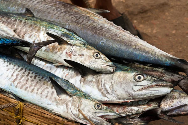 Barrakudas auf einem Fischmarkt — Stockfoto