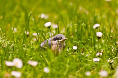 Young Nuthatch clipart