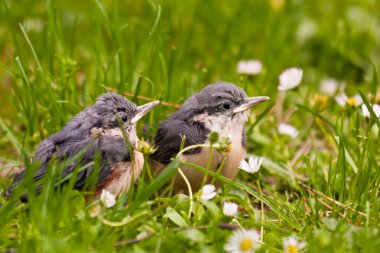 Genç nuthatches