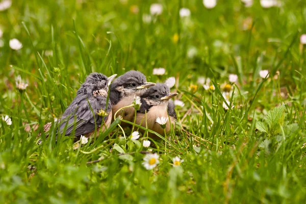 Young Nuthatches — Stock Photo, Image