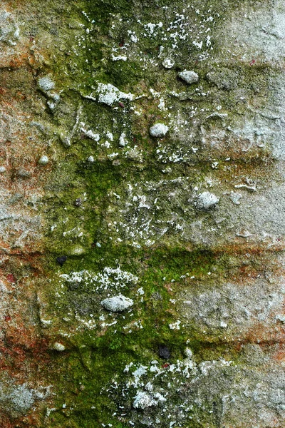 Старая кирпичная стена гранжа — стоковое фото