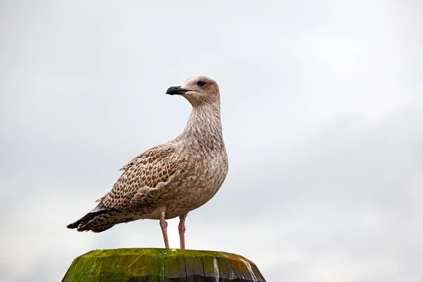 stock image Young seagull