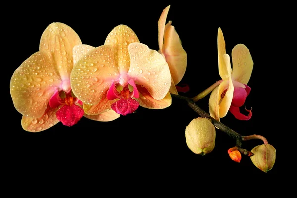 stock image Yellow fresh orchid on black