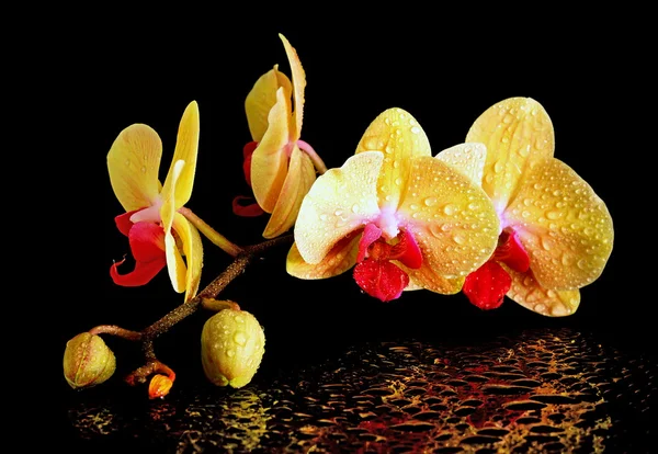 Yellow fresh orchid on black — Stock Photo, Image