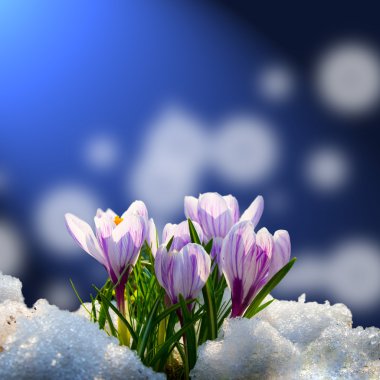 Crocus in the snow clipart