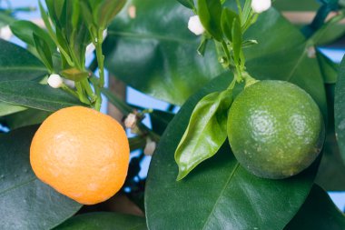 Tangerine tree (Citrofortunella microcarpa) clipart