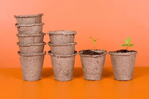 Peat pots and seedlings — Stock Photo, Image
