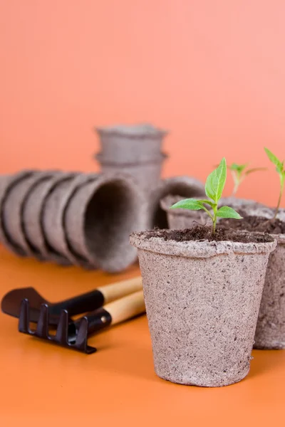 stock image Peat pots, seedlings and garden tools