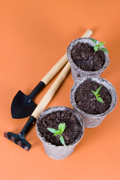 Peat pots, seedlings and garden tools — Stock Photo, Image