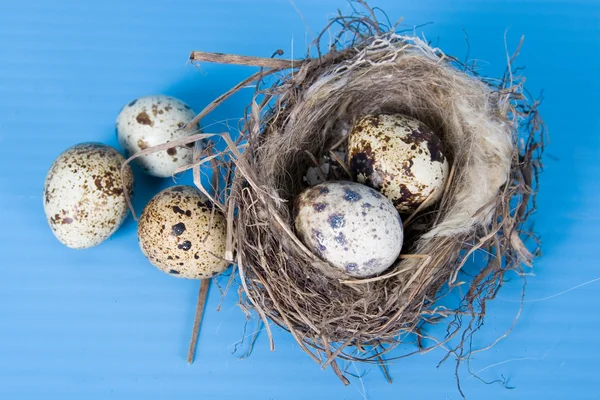 Eieren in het nest — Stockfoto