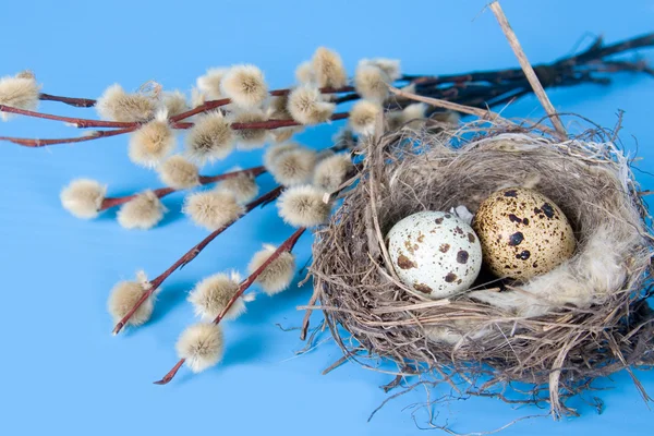 Pâques nature morte avec des œufs de caille — Photo