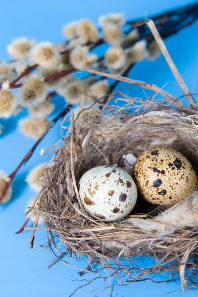 Páscoa ainda vida com ovos de codorna — Fotografia de Stock