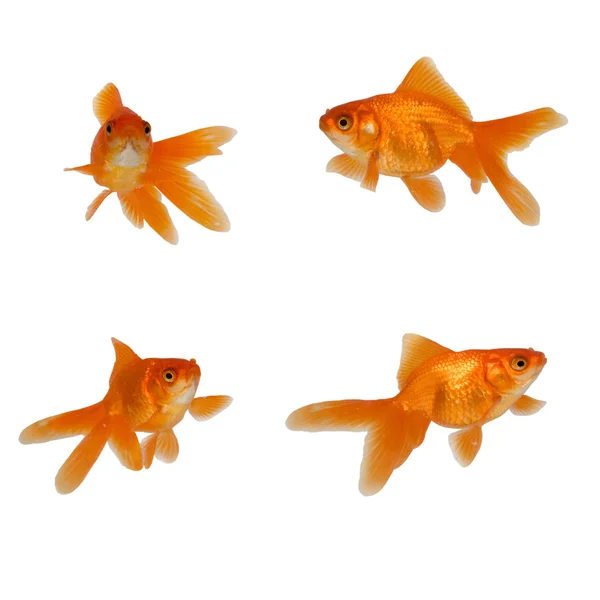 Quatro peixes dourados — Fotografia de Stock