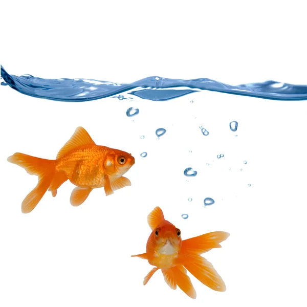 Two goldfish — Stock Photo, Image