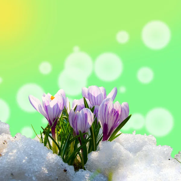 Krokus w śniegu — Zdjęcie stockowe