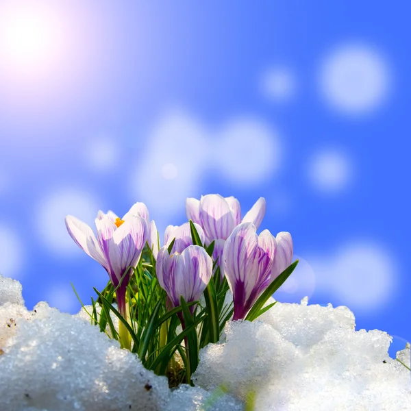 Крокус в снегу — стоковое фото