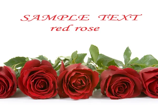 Confine di rose rosse — Foto Stock
