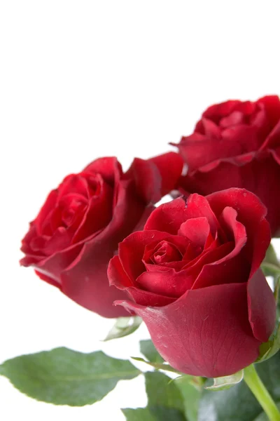 Strauß roter Rosen — Stockfoto