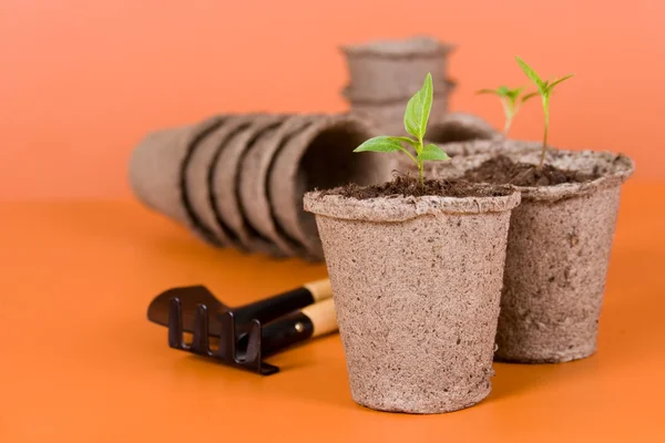 stock image Peat pots, seedlings and garden tools