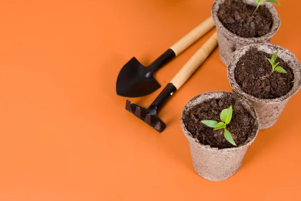 Stock image Peat pots, seedlings and garden tools