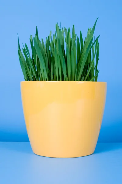 Зеленая трава в желтом горшке — стоковое фото