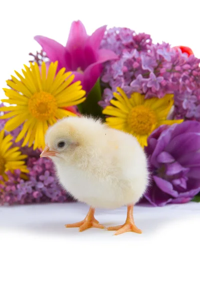 Kip en boeket van bloemen — Stockfoto